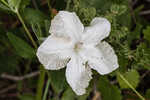 Nightflowering wild petunia